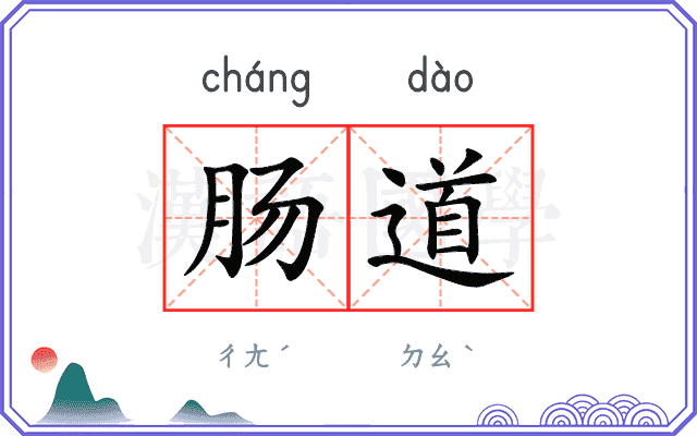 肠道