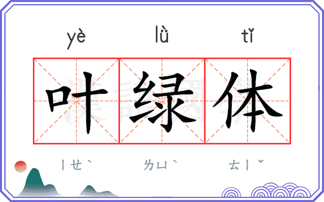 叶绿体